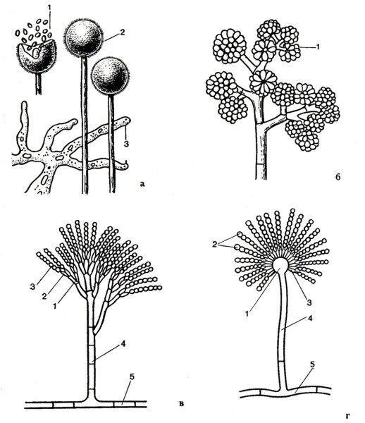 Клейстотеций пеницилла