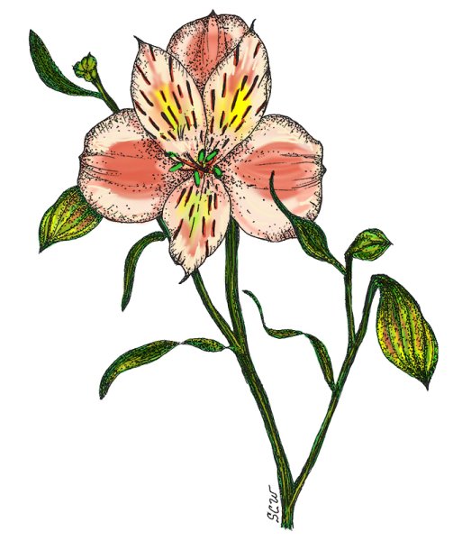 Строение цветка альстромерии