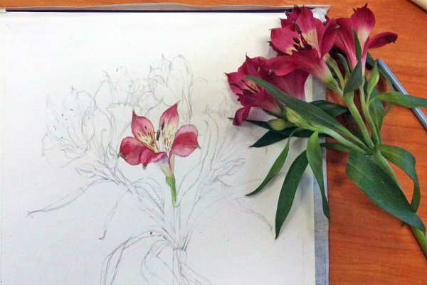 Альстромерия Ботаническая иллюстрация