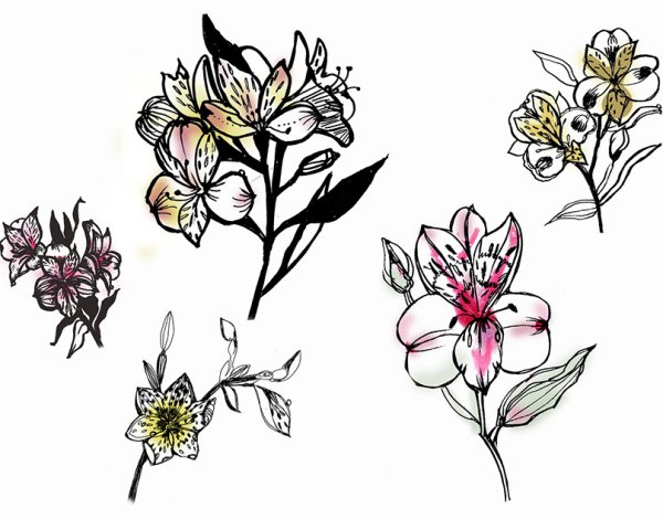 Альстромерия Баттерфляй