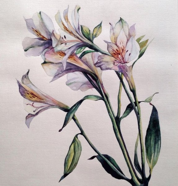 Альстремерия акварелью