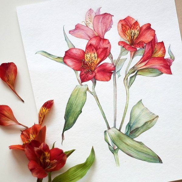 Альстромерия Ботаническая иллюстрация