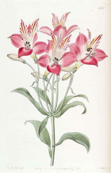 Альстромерия Ботаническая иллюстрация