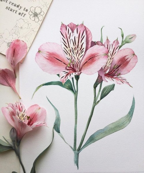 Альстромерия цветы тату