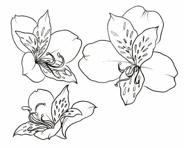 Альстромерия Ботаническая иллюстрация