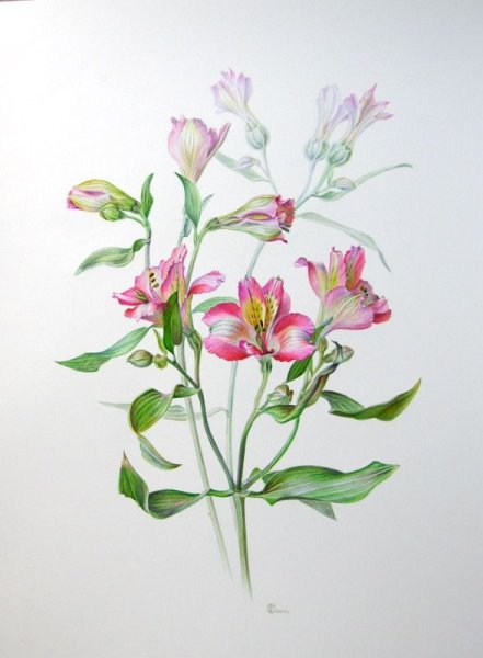 Альстромерия Ботаническая иллюстрация