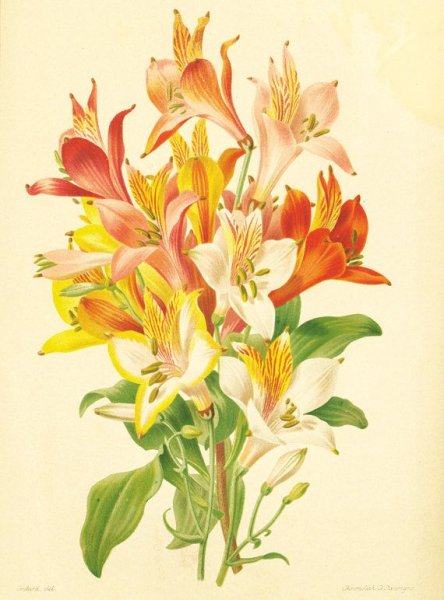 Альстромерии паттерн