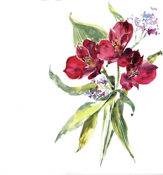 Цветы альстромерия акварель