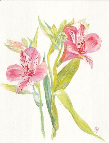 Альстромерии карандашом