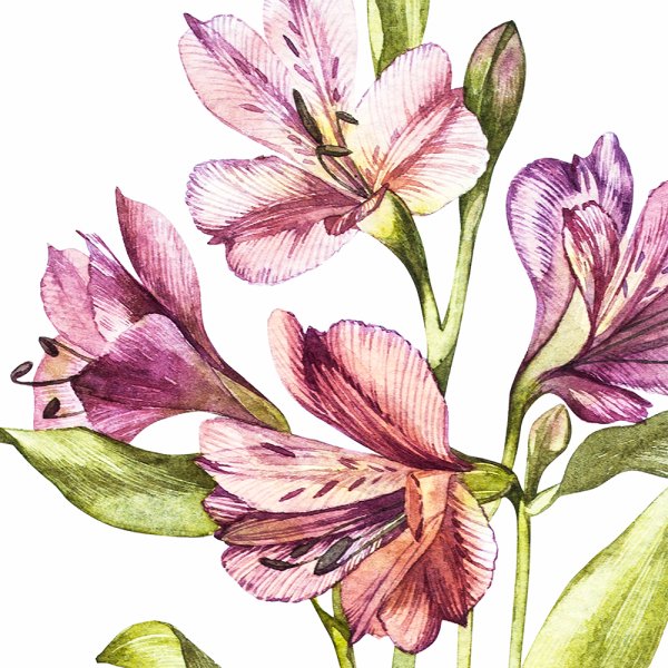 Цветы Графика