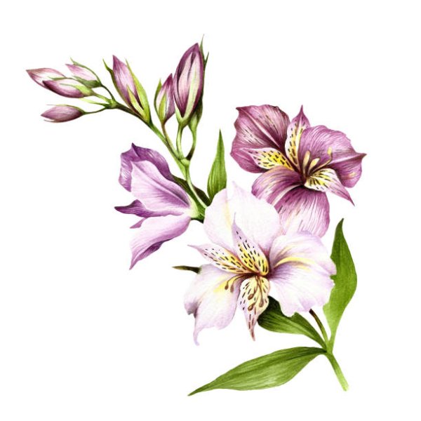 Альстромерия Ботаническая иллюстрация
