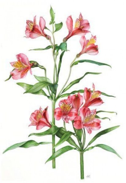 Альстромерия эскиз
