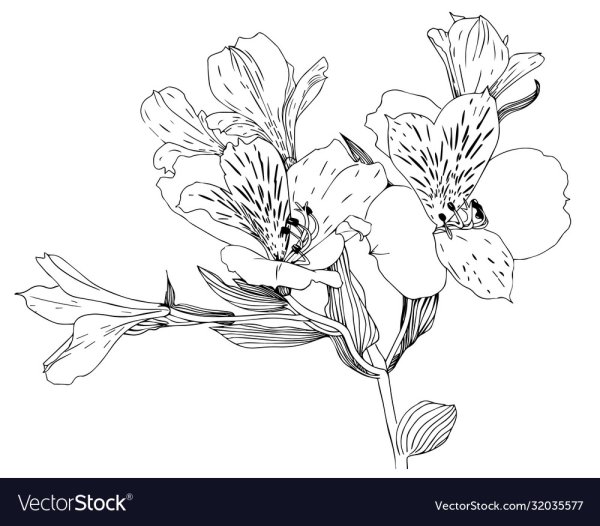 Альстромерия Ботаническая иллюстрация