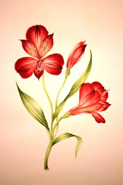 Альстромерия Ботаническая иллюстрация