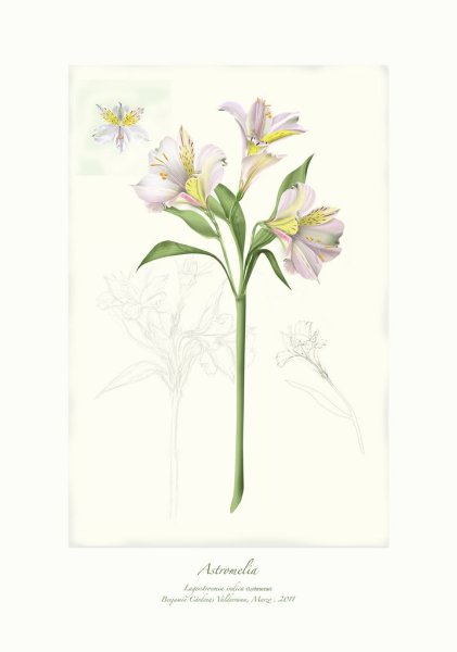 Альстромерия красная эскиз