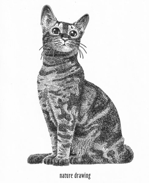 Графическая кошка