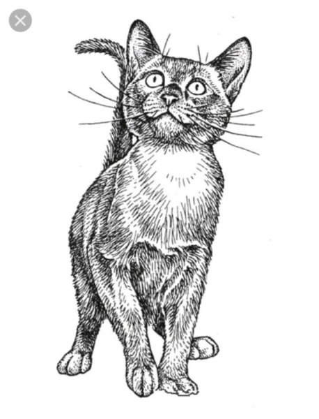 Котенок Графика