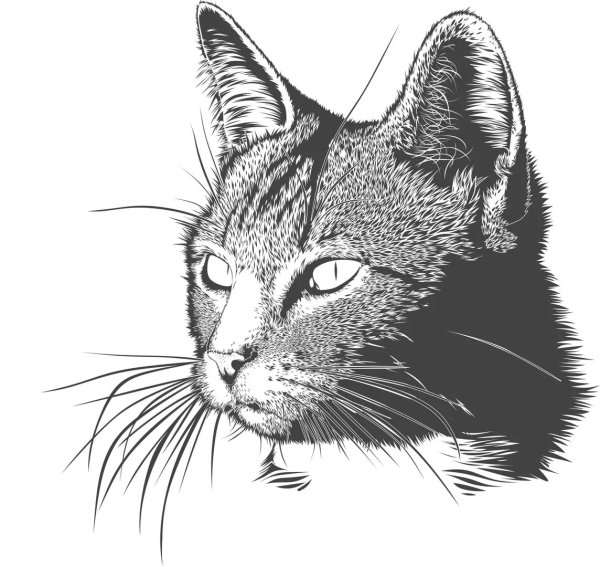 Коты Графика