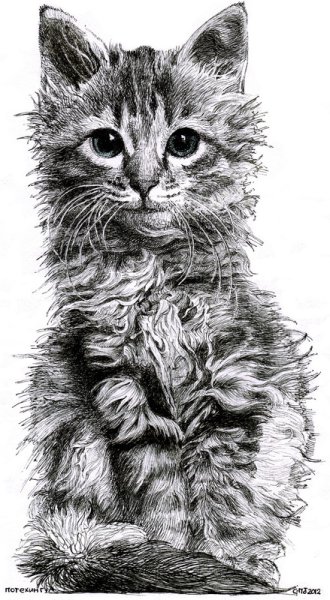 Кот в графике