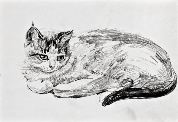 Кошка карандашом