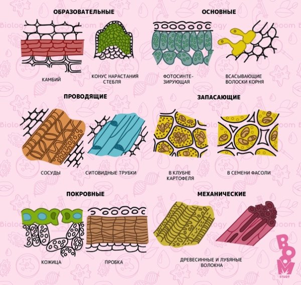 Названия растительных тканей