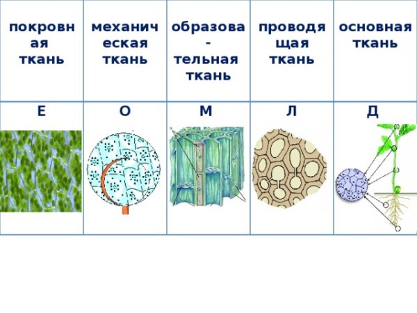Образовательная основная покровная Проводящая механическая ткань