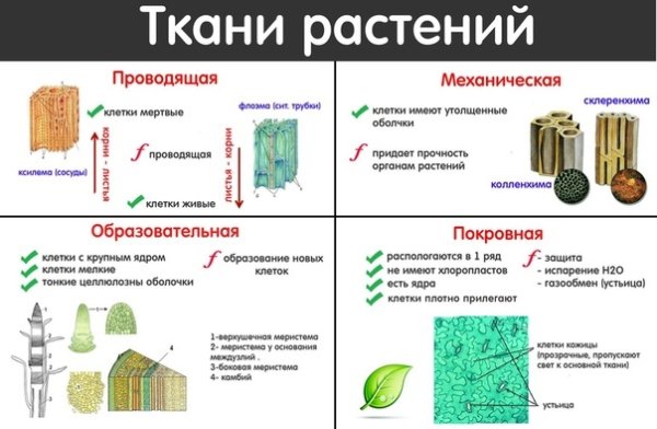 Типы тканей растений 5 строение