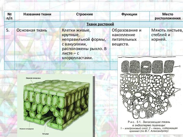 Основная ткань растений схематический рисунок