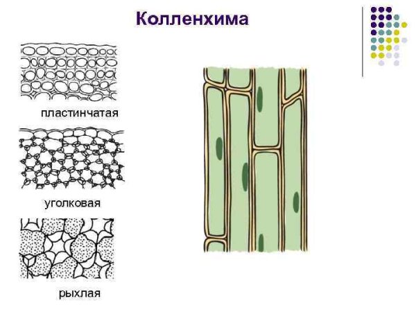 Колленхима уголковая пластинчатая рыхлая
