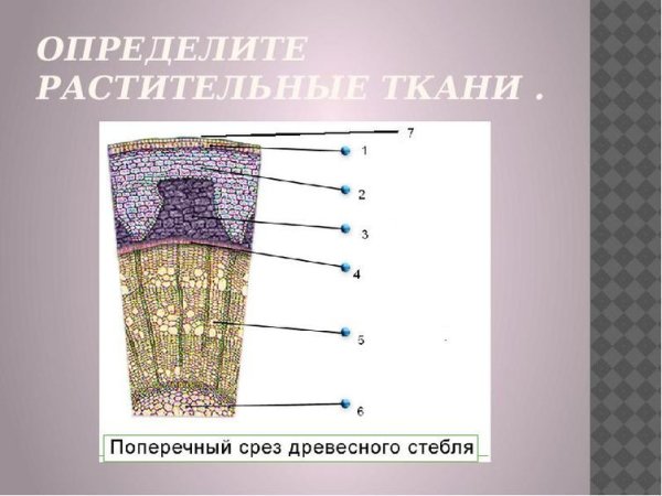 Ткани растений без подписей