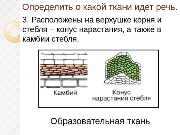 Задания на тему ткани растений