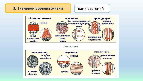 Ткани растений 5 класс биология Сивоглазов