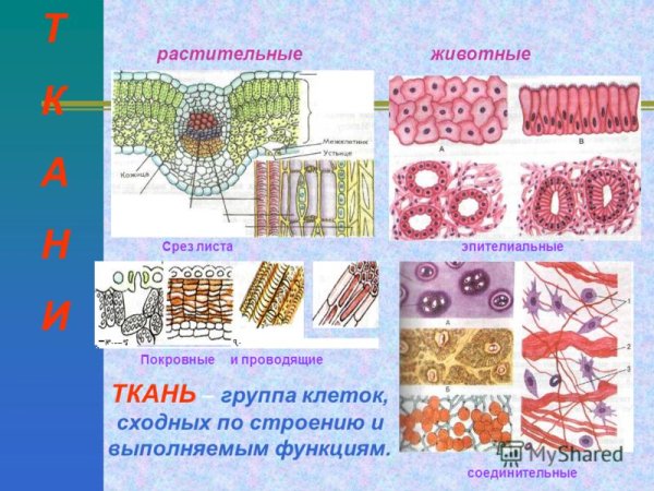 Механическая ткань растений колленхима и склеренхима склереиды