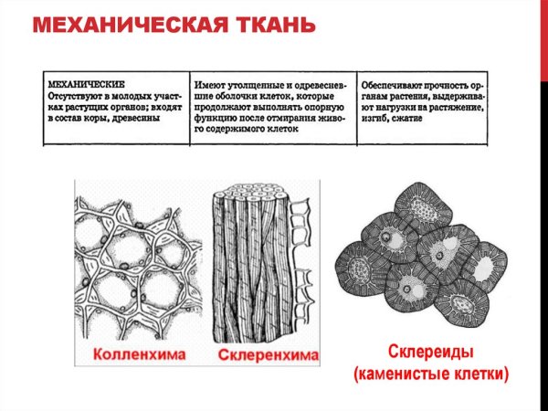 Выделительная ткань растений ЕГЭ