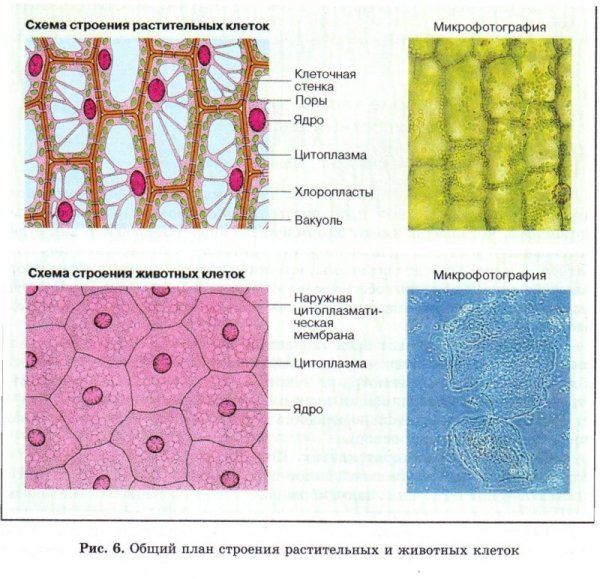 Боковая ткань растений