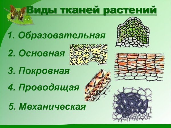 Основные ткани растений 6 класс