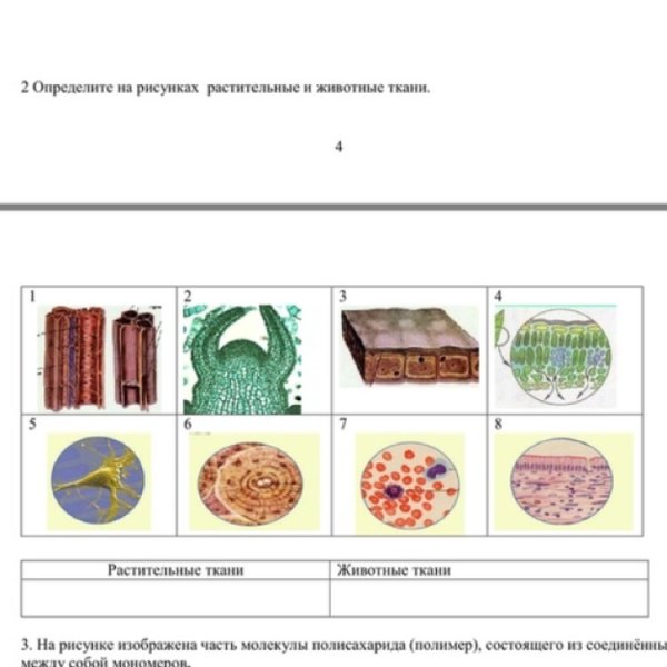 Схема строения тканей растений