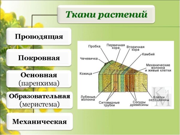 Биология 5 класс ткани животных и ткани растений