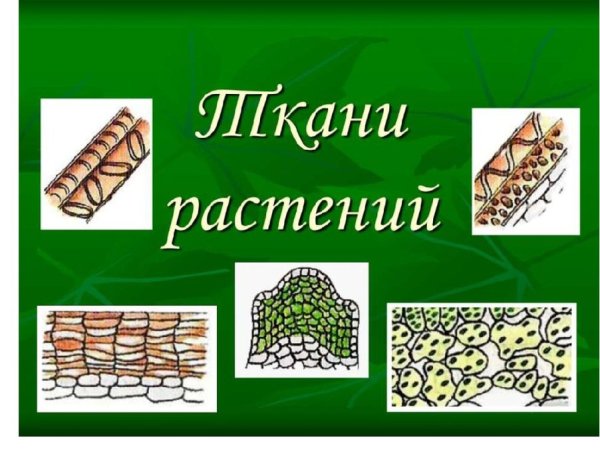 Типы основной ткани растений