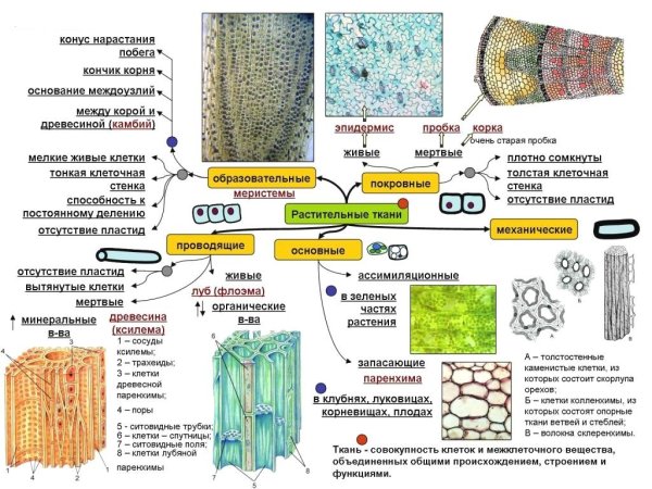 Растительные ткани
