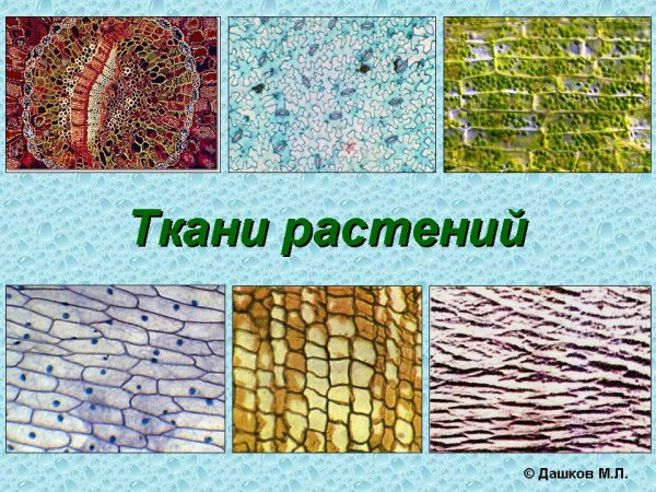 Образовательная ткань растений ЕГЭ биология