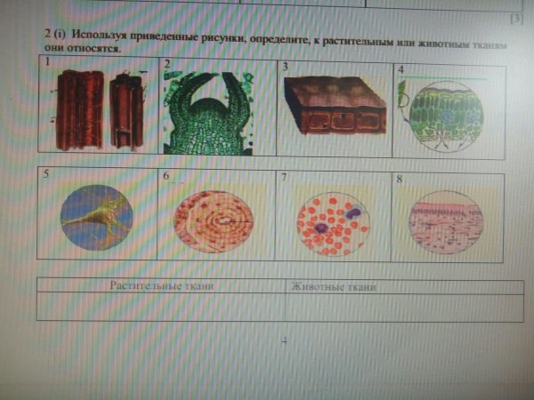 Биология 5 класс ткани животных и ткани растений