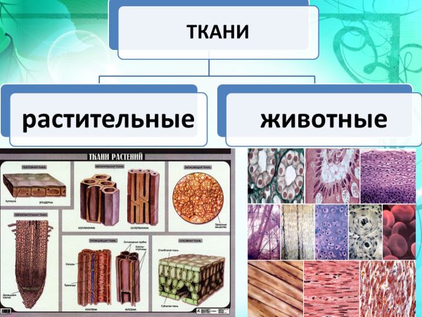 Выделительные ткани растений схема