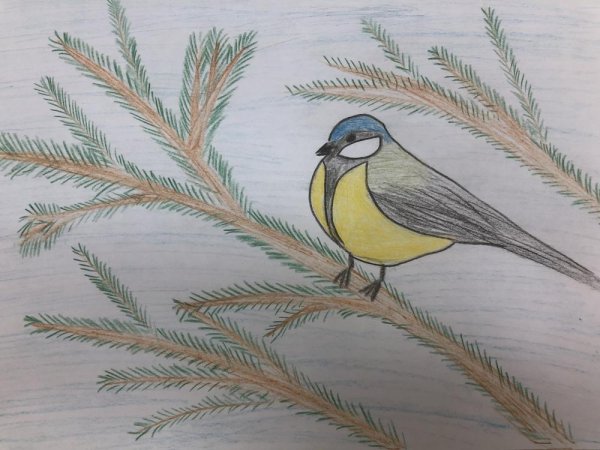 Рисование синички на ветке