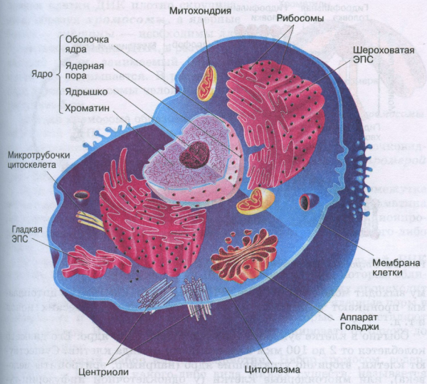 Строение органелл животной клетки