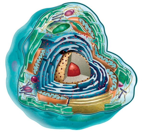 Строение клетки живой клетки