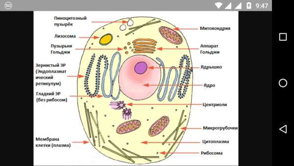 Строение животной клетки рисунок