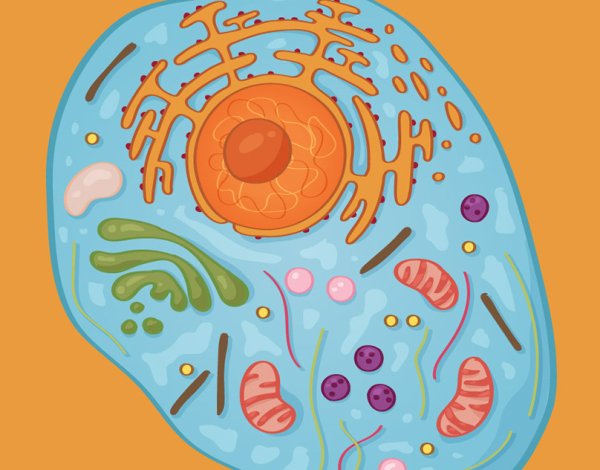 Клетка человека