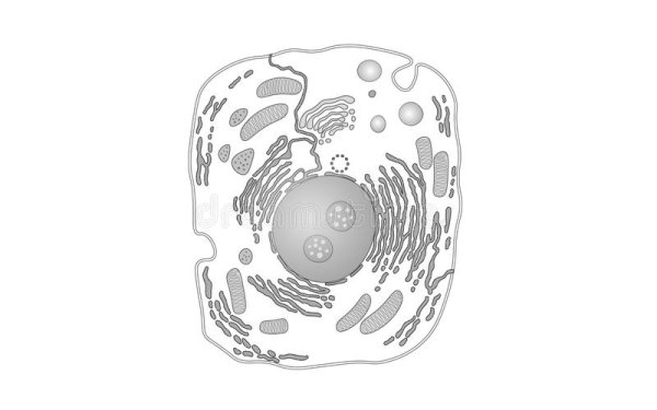 Строение животной клетки без подписей