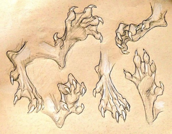 Драконьи лапы референс задняя